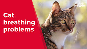 cat breathing problems when to worry