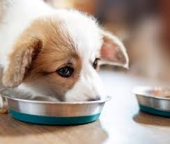 While evermore benefits all dogs, its unique properties of being gently cooked and comprised of clean, detoxifying ingredients make it ideal for older dogs, as. What Is The Healthiest Dog Food Ingredients Top Brands