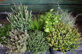 Growing Herbs The Essential Guide