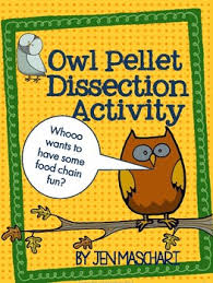 Owl Pellet Dissection Activity