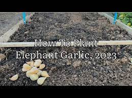 How To Plant Elephant Garlic Planting