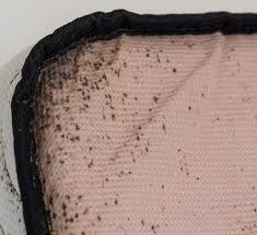 does heat really kill bed bugs moyer