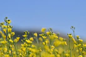 Canola fields are expanding fast in Eastern Washington | The  Spokesman-Review