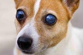 blindness in dogs signs causes