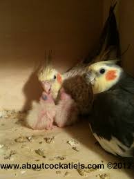 Baby Cockatiels First 40 Days