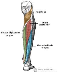 Muscles Of The Posterior Leg Attachments Actions