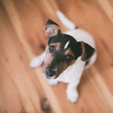 hardwood flooring for pet owners