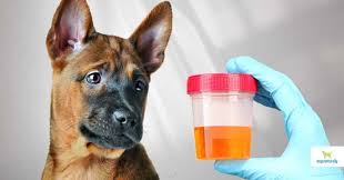 blood in your dog s urine here s what