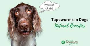 eliminate tapeworms in dogs using