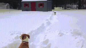 dogs run at each other in the snow