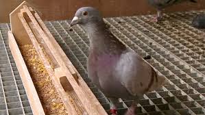 belgian racing pigeon fetches record