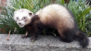 Ferrets, mustelo furo can be found in the wild simply because they have either escaped from captivity or have been lost by their owners. Ferrets New Zealand Animal Pests