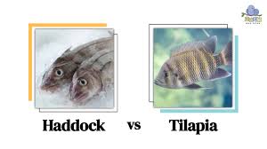 haddock vs tilapia discovering the