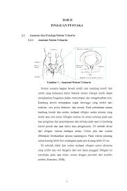 • ren • ureter • vesica urinaria • urethra. Http Repository Um Palembang Ac Id Id Eprint 168 1 Skripsi78 1704052968 Pdf