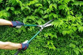 A Quick Guide To Hedge Maintenance N