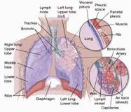 Image result for icd 10 code for stage 4 adenocarcinoma of lung