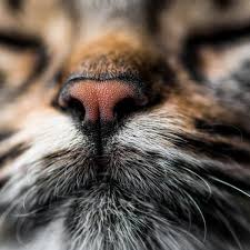 10 smells that attract cats scents