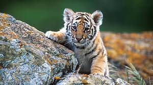 hd tiger cubs wallpapers peakpx