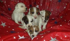 Daily dose of cutest jack russells ❤ we love jack russells follow for daily posts! Beautiful Jack Russell Puppies For Sale In Virginia Beach Virginia Classified Americanlisted Com