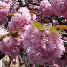 japán cseresznye ar bed