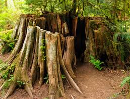 Image result for tree stumps
