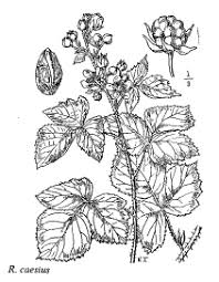 Sp. Rubus caesius - florae.it