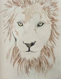 drawing a lion with coloured pencils