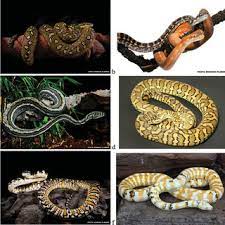 selectively bred snake coloration