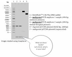 protocol for loading your dna sles