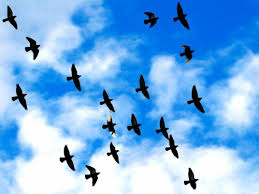 flying birds wallpaper flock bird