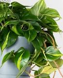 Are philodendron Brasil fast growing?