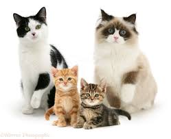 Image result for cats and kittens