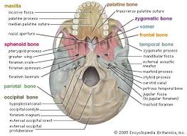 Skull Definition Anatomy Function Britannica