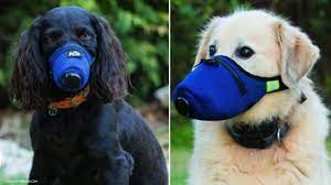Texas company unleashes hospital-grade face masks for dogs - ABC13 Houston