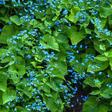 Perennials for shade that bloom all summer the garden glove. 11 Best Perennial Flowers For Shady Gardens