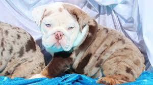 Exotic bully directory, exotic bully classifieds, we are a bulldog classified site, solely for the purpose of listing your exotic bully, or exotic bully kennel. Best Exotic Merle Tri English Bulldog Puppies In The World World Famous Pedigree Youtube