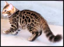 Bengal Cat Wikipedia