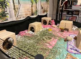 Best Guinea Pig Cages That Meet The