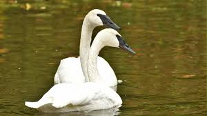 How Long Do Trumpeter Swans Live 
