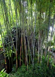 Best Bamboo Choice