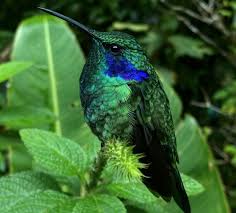 Guided Tour In Monteverde Cloud Forest