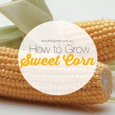 How To Grow Sweet Corn About The