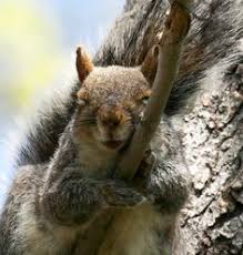 Image result for sleepy squirrel gifs