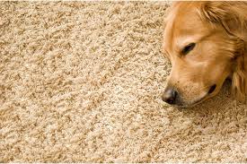 one stop carpet care and repair saveon