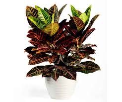 Indoor House Plants Pictures Names
