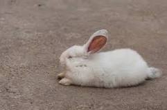 how-do-you-put-a-rabbit-to-sleep-at-home