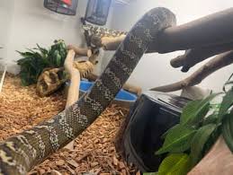 carpet python enclosure reptiles