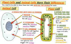 With a light microscope you can see several structures inside the cell. Copy Of Organelles Of Animal And Plant Cells Yr 7