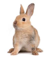 Termenul de iepure desemnează mamiferele cu urechi lungi din familia leporidae, ordinul lagomorpha. Pixwords Imaginea Cu Iepuras Iepure Urechi Animale Isselee Dreamstime