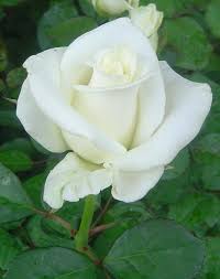 Image result for hình ảnh đoá hoa hồng trắng